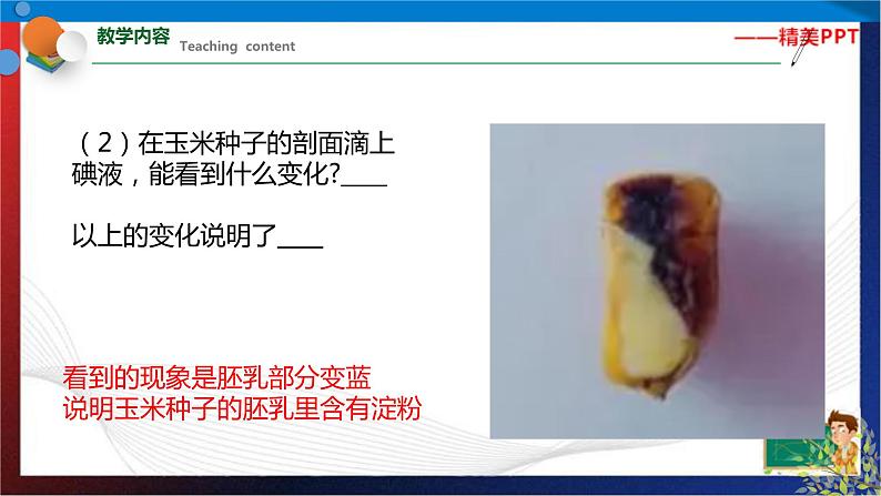 1.4 植物的一生 第1课时(课件)七年级科学下册同步备课(浙教版)第7页
