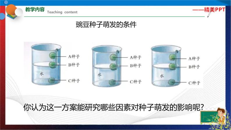 1.4  植物的一生  第2课时 七年级科学下册同步备课（浙教版）（课件+练习）05