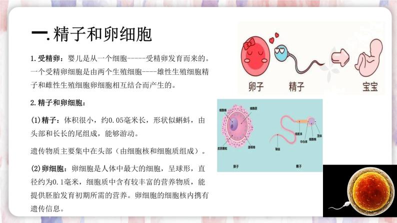 【浙教版】七下科学  1.1新生命的诞生（课件+同步练习）03