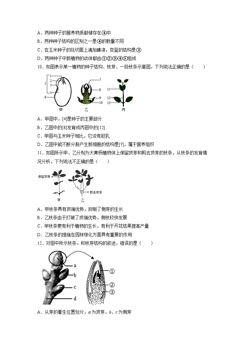 【浙教版】七下科学 1.4植物的一生(课件+同步练习)03