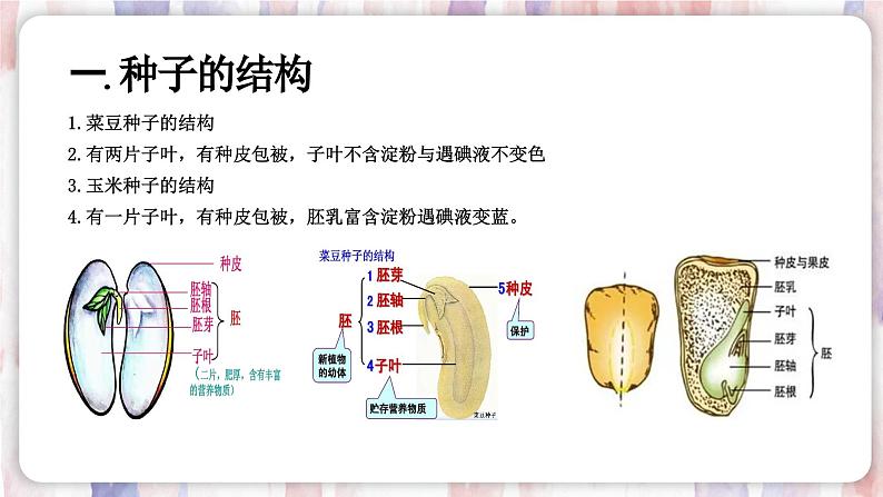 【浙教版】七下科学 1.4植物的一生(课件+同步练习)03