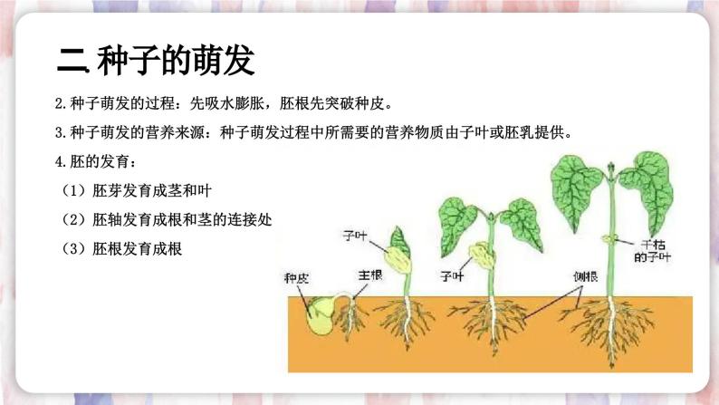 【浙教版】七下科学  1.4植物的一生（课件+同步练习）06