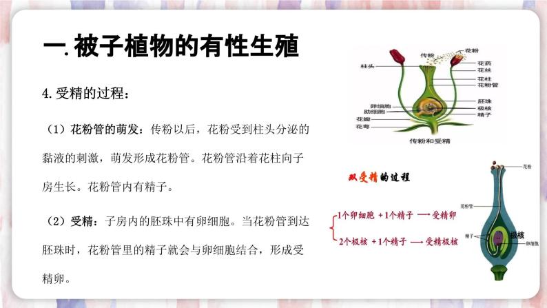 【浙教版】七下科学  1.5植物生殖方式的多样性（课件+同步练习）05