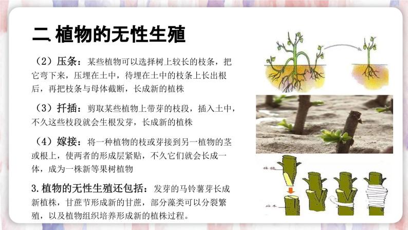 【浙教版】七下科学  1.5植物生殖方式的多样性（课件+同步练习）08