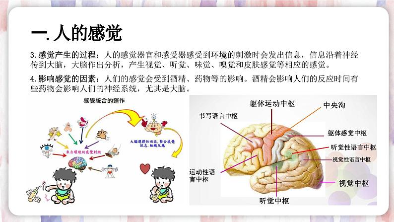 【浙教版】七下科学 2.1感觉世界(课件+同步练习)04