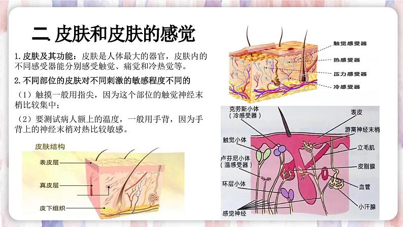 【浙教版】七下科学 2.1感觉世界(课件+同步练习)05
