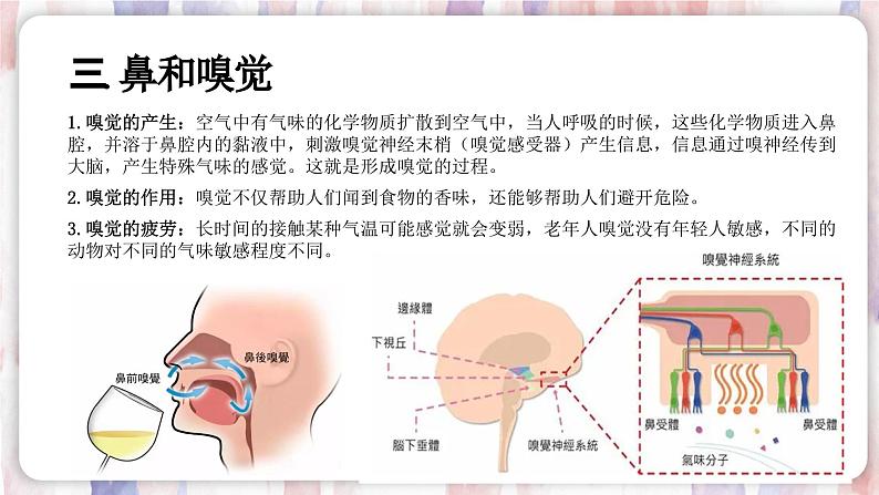 【浙教版】七下科学 2.1感觉世界(课件+同步练习)07