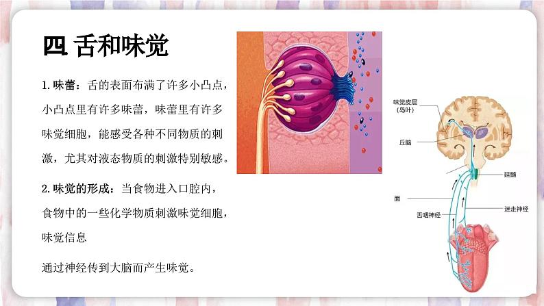 【浙教版】七下科学 2.1感觉世界(课件+同步练习)08