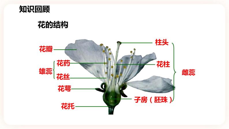 浙教版科学七年级下册1.5植物生殖方式的多样性(第1课时）课件04