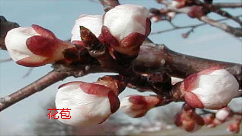 浙教版科学七年级下册1.5植物生殖方式的多样性(第1课时)课件第7页