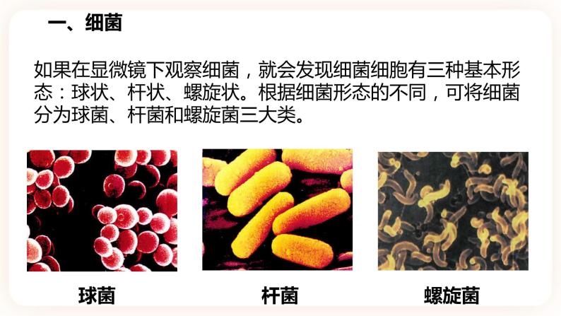 浙教版科学七年级下册1.6细菌和真菌的繁殖课件06