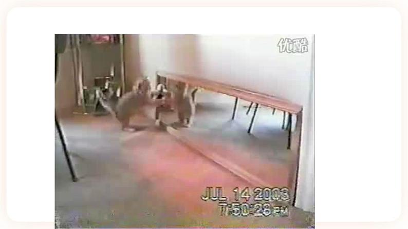 浙教版科学七年级下册第五节 光的反射和折射(第二课时)课件02
