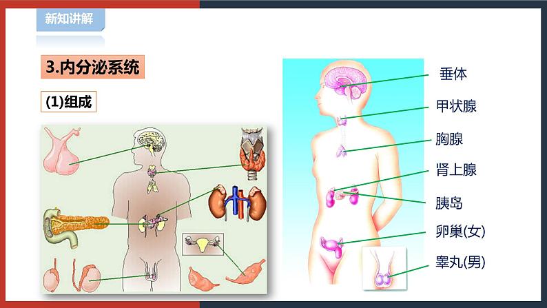【华师大版】八下科学 7.3人体生命活动的激素调节(课件+教案+导学案)06