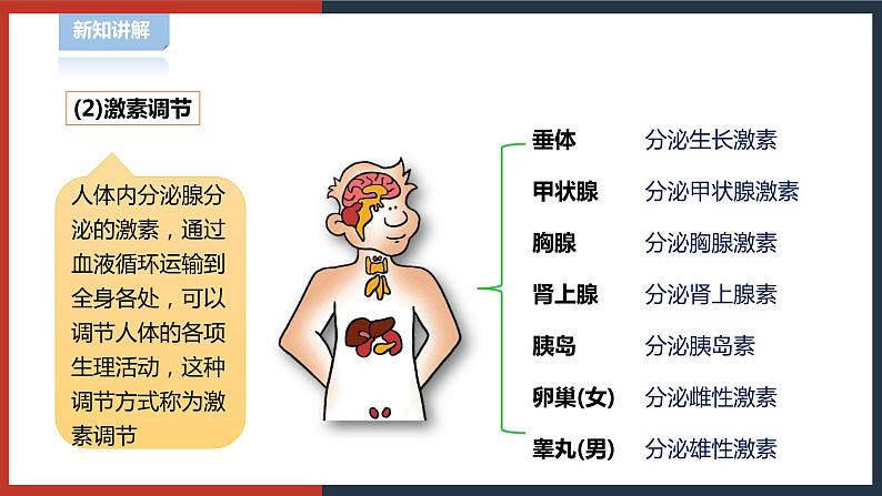 【华师大版】八下科学 7.3人体生命活动的激素调节(课件+教案+导学案)07