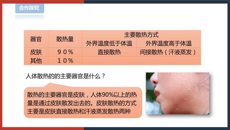 【华师大版】八下科学  7.4人体是一个统一的整体（课件+教案+导学案）07