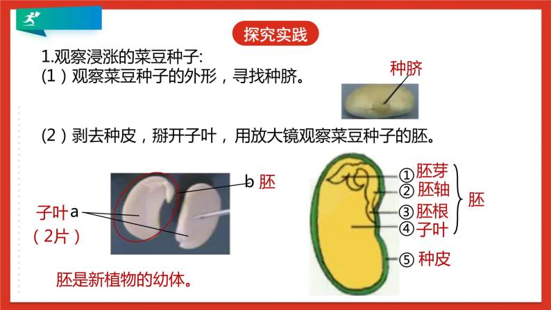 浙教版科学七年级下册1.4《植物的一生》第1课时 课件+练习08