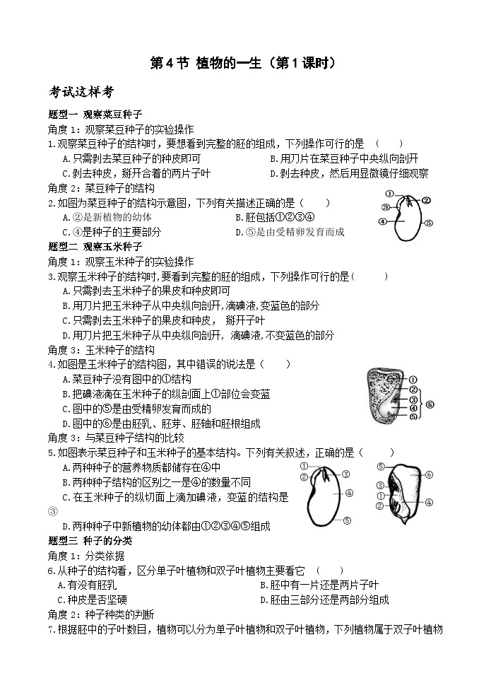 浙教版科学七年级下册1.4《植物的一生》第1课时 课件+练习01