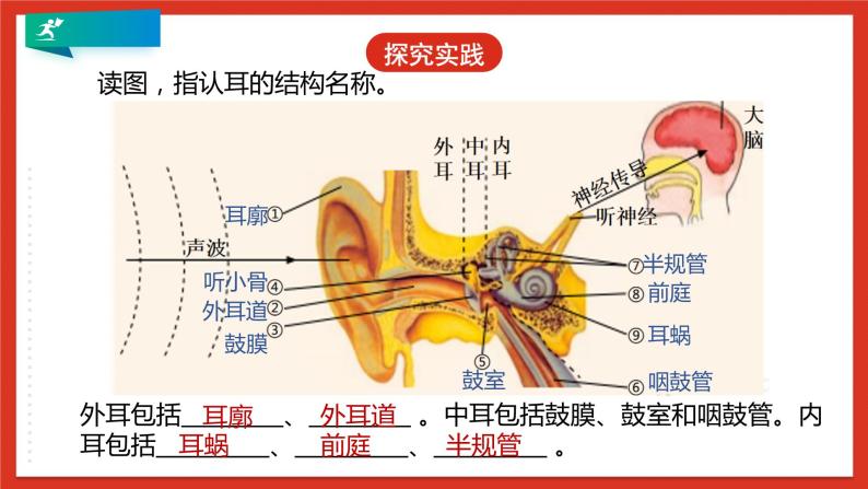 浙教版科学七年级下册2.3《耳和听觉》第1课时 课件+练习08