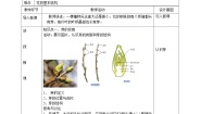 初中科学第1章 代代相传的生命第4节 植物的一生教案设计