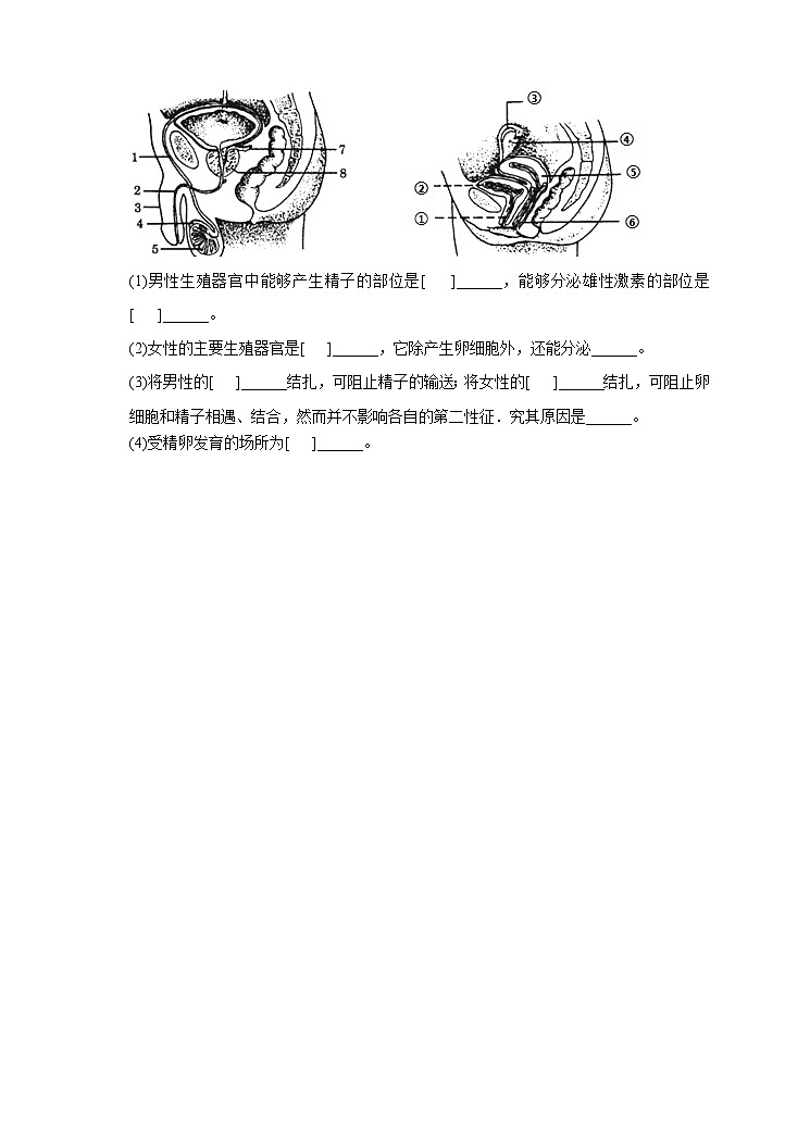 新华师七年级科学下册第六章第二节人的生殖与发育 第一课时(习题)第2页