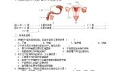 华师大版七年级下册2 人的生殖与发育导学案