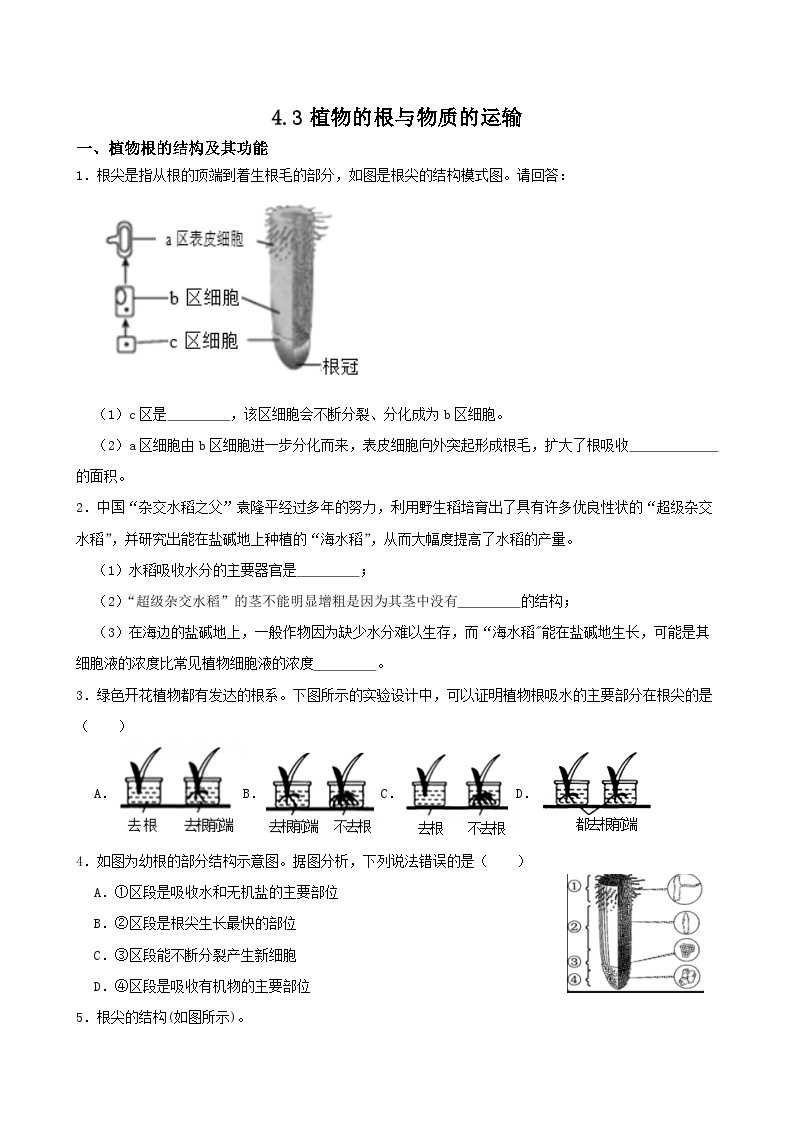 4.3植物的根与物质的运输-八年级科学下学期课后培优分级练（浙教版）01