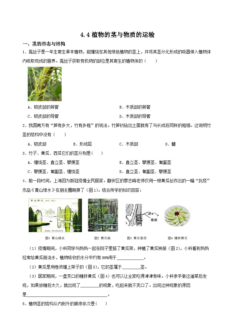 4.4植物的茎与物质的运输-八年级科学下学期课后培优分级练(浙教版)01