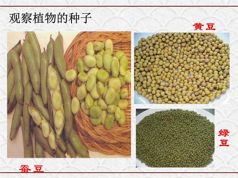 浙教版科学七年级下册 1.4 植物的一生 课件02
