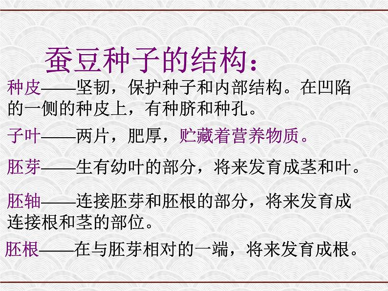 浙教版科学七年级下册 1.4 植物的一生 课件06