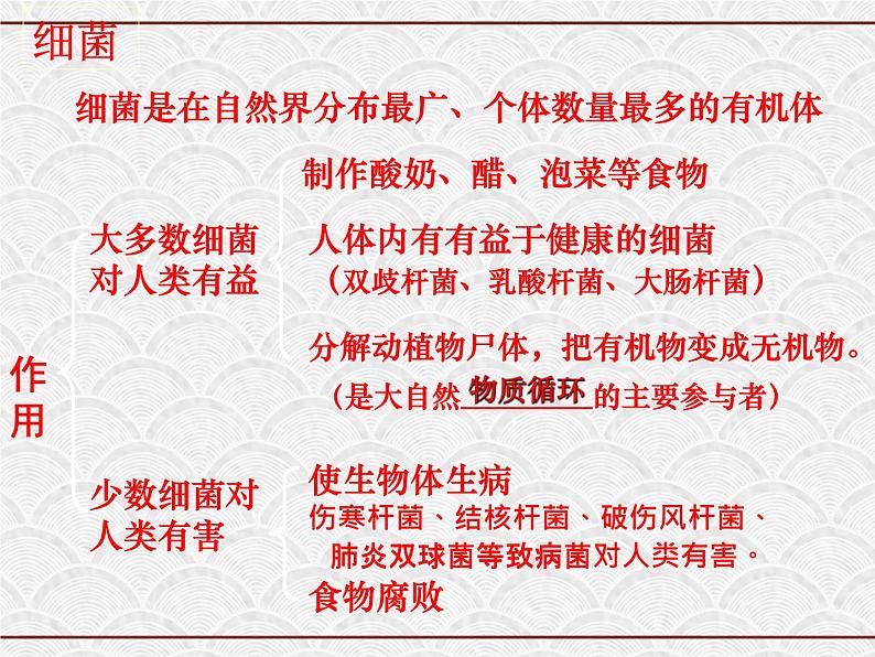 浙教版科学七年级下册 1.6 细菌和真菌的繁殖1 课件第7页