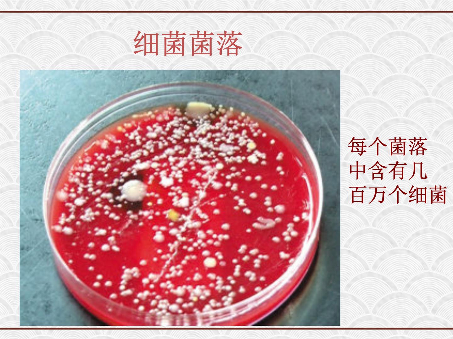 浙教版七年级下册第6节 细菌和真菌的繁殖说课ppt课件