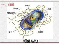 浙教版科学七年级下册 1.6 细菌和真菌的繁殖4 课件