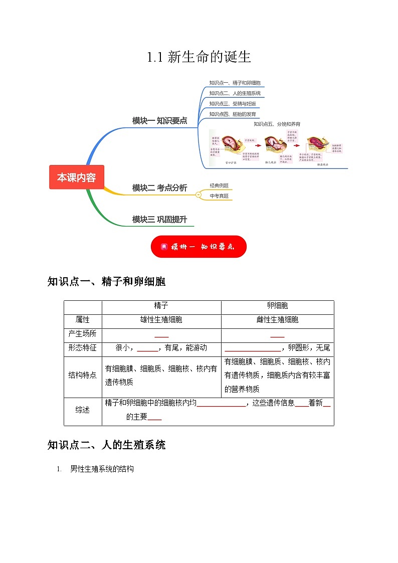 1.1 新生命的诞生——2023-2024学年七年级下册科学高效讲与练(浙教版)01