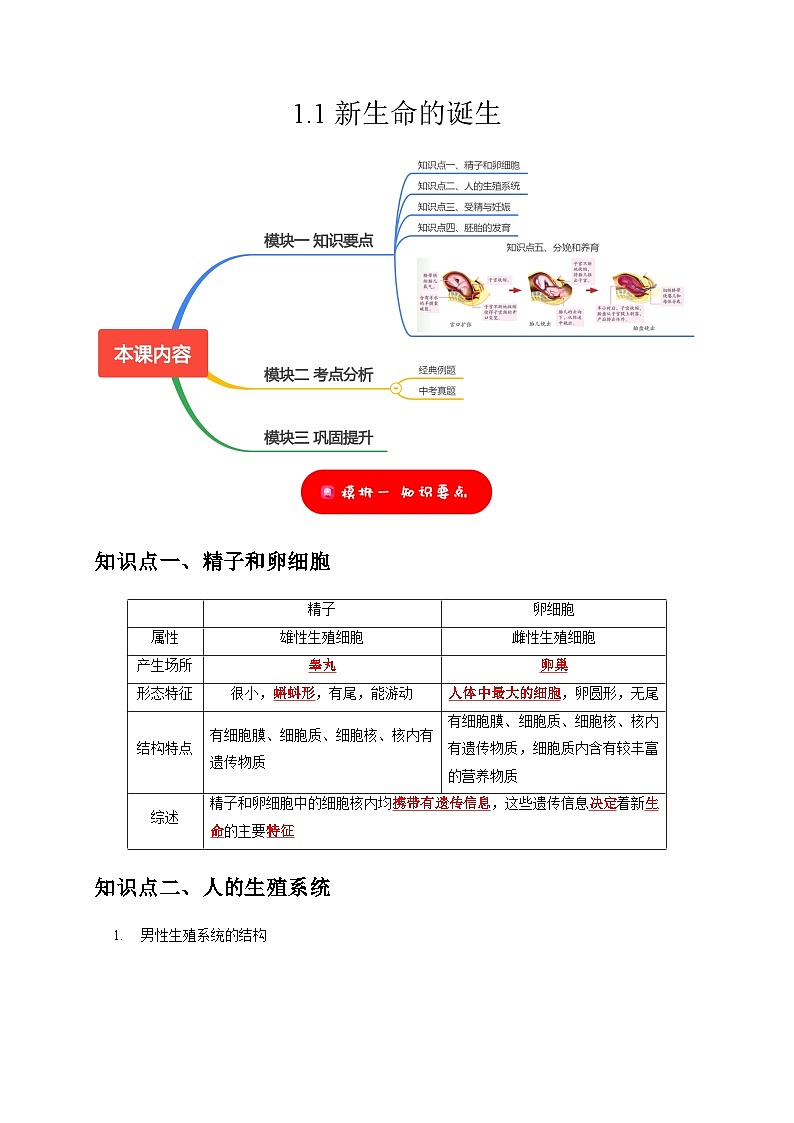 1.1 新生命的诞生——2023-2024学年七年级下册科学高效讲与练(浙教版)01