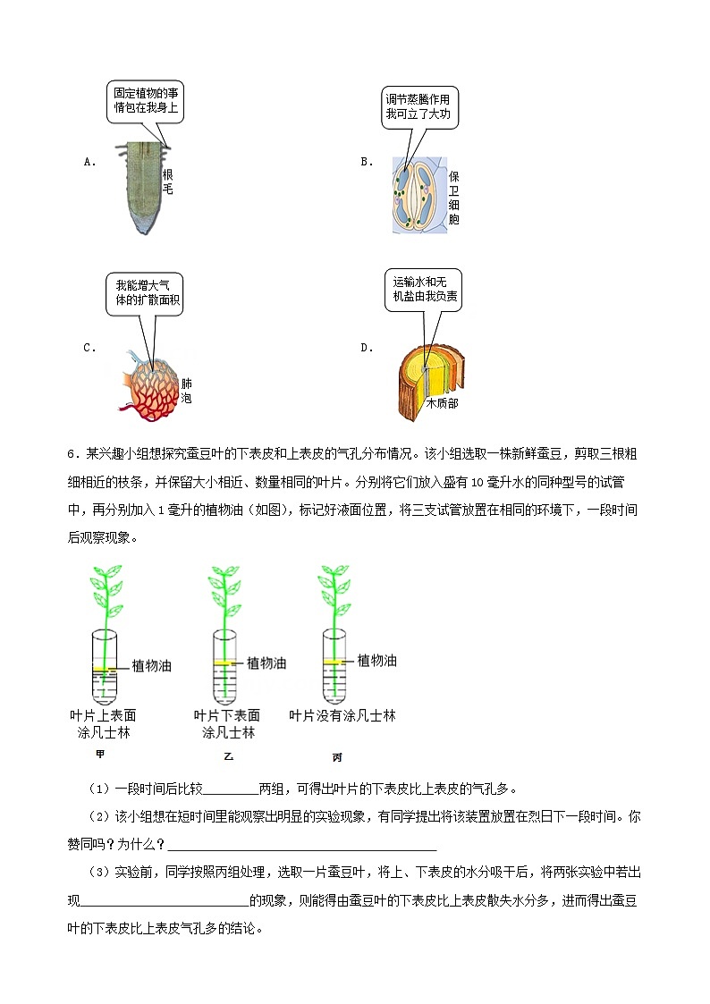 4.5植物的叶与蒸腾作用-2022-2023学年八年级科学下学期课后培优分级练(浙教版)第3页