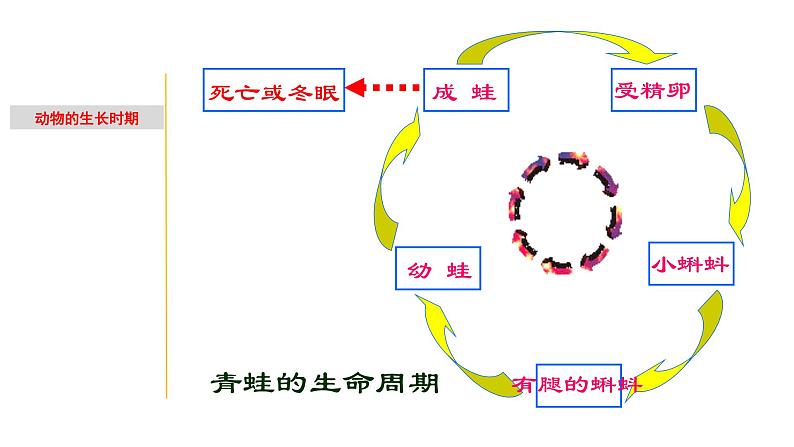1.2 动物的生长时期-七年级科学下册知识点讲解与规律总结(浙教版)(PPT)04