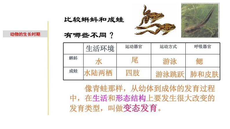 1.2 动物的生长时期-七年级科学下册知识点讲解与规律总结(浙教版)(PPT)05