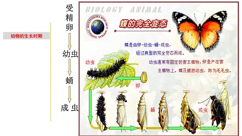 1.2 动物的生长时期-七年级科学下册知识点讲解与规律总结(浙教版)(PPT)08