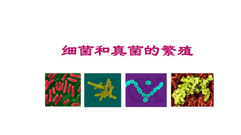1.5 细菌和真菌的繁殖-七年级科学下册知识点讲解与规律总结(浙教版)(PPT)02