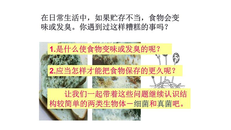 1.5 细菌和真菌的繁殖-七年级科学下册知识点讲解与规律总结(浙教版)(PPT)03