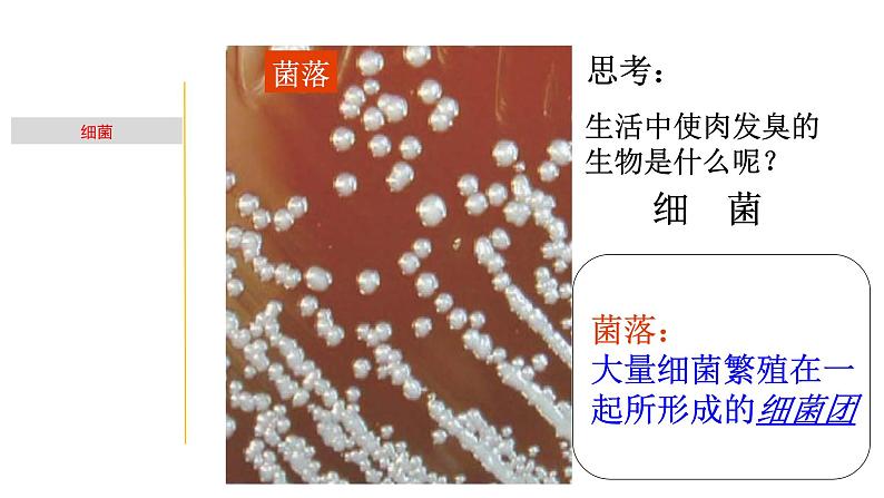 1.5 细菌和真菌的繁殖-七年级科学下册知识点讲解与规律总结(浙教版)(PPT)04