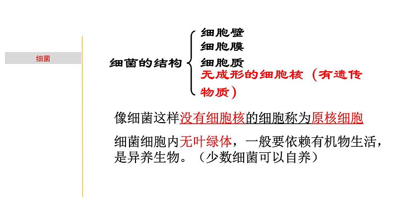 1.5 细菌和真菌的繁殖-七年级科学下册知识点讲解与规律总结(浙教版)(PPT)07