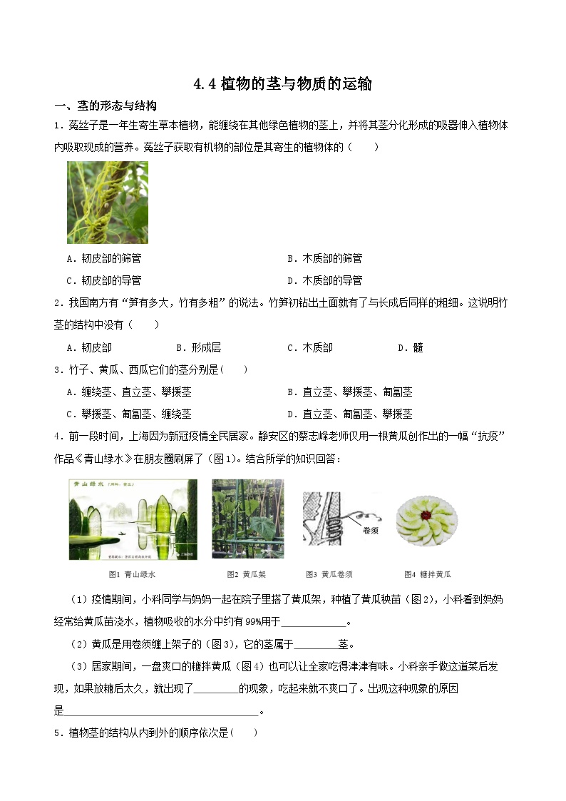 浙教版八年级下册第4节 植物的茎与物质运输练习