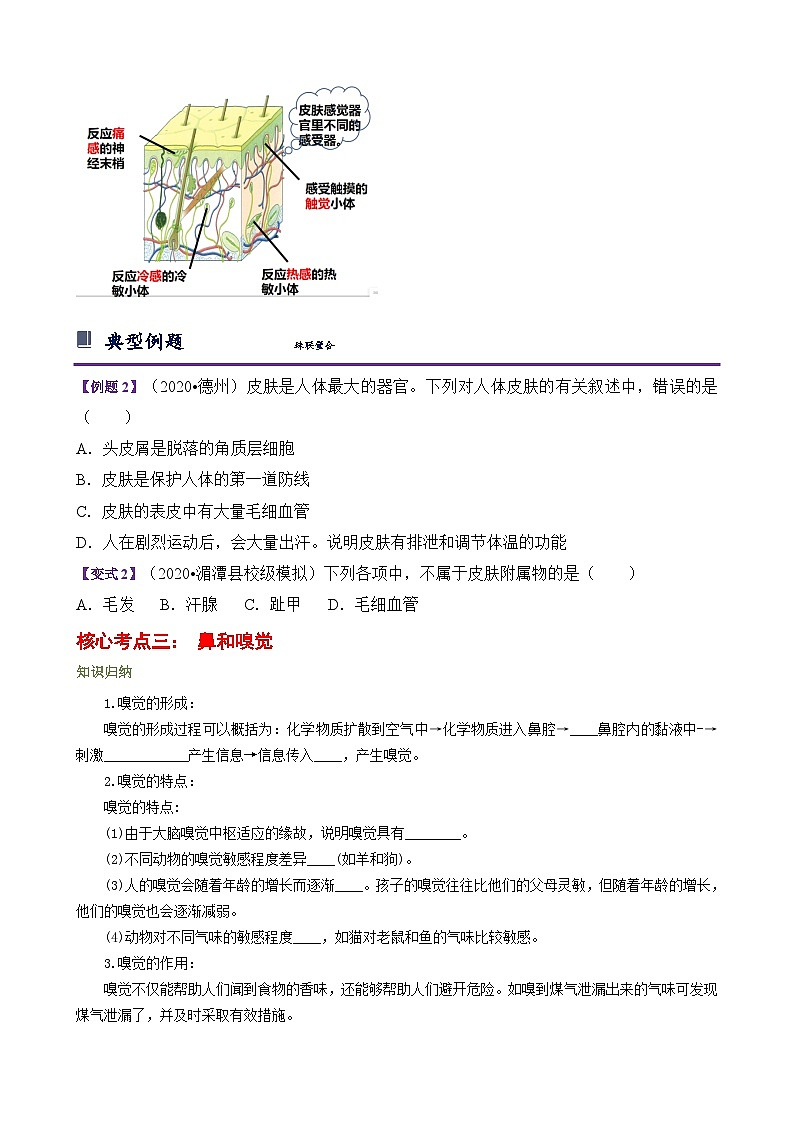 浙教版七下2.1 感觉世界 学案(知识精讲+典型例题+巩固训练)03