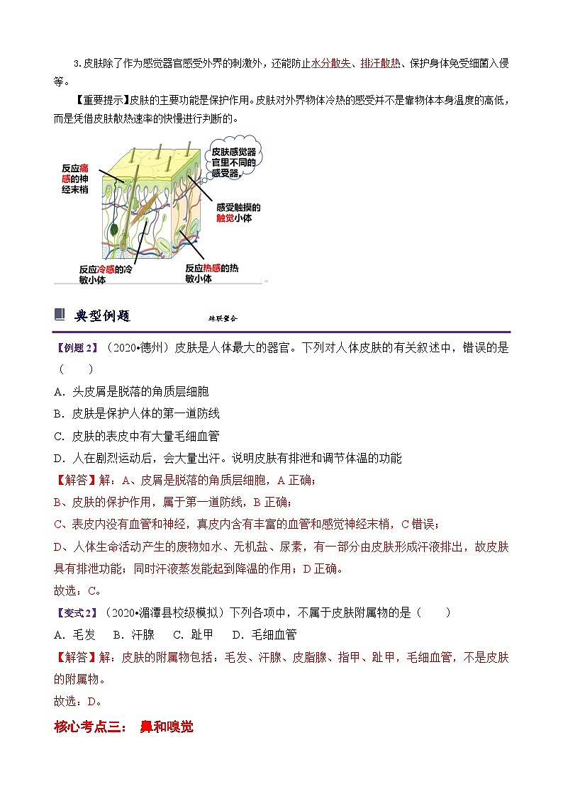 浙教版七下2.1 感觉世界 学案(知识精讲+典型例题+巩固训练)03