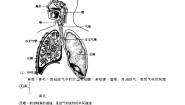 初中科学浙教版八年级下册第3章 空气与生命第5节 生物的呼吸和呼吸作用同步测试题