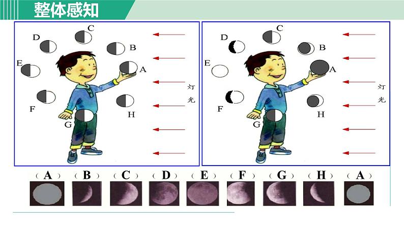 浙教版七年级科学下册课件 4.4 月相第5页