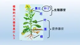 2024八年级科学下册第4章植物与土壤4.3植物的根与物质吸收课件新版浙教版