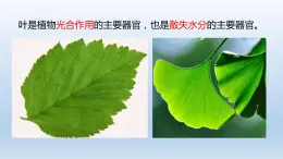 2024八年级科学下册第4章植物与土壤4.5植物的叶与蒸腾作用课件新版浙教版