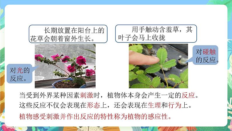 【新课标】浙教版科学八年级上册3.1《植物生命活动的调节》(第1课时)课件+素材04